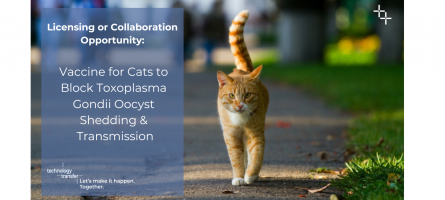 Cat walking down a road, text soliciting a Licensing or Collaboration Opportunity for Vaccine for Cats to Block Toxoplasma Gondii Oocyst Shedding and Transmission