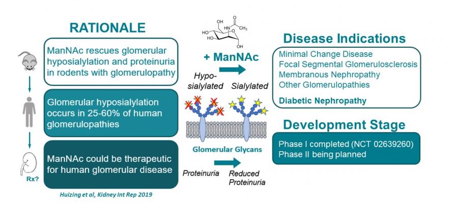 ManNAc rescues glomerular hyposialylation and proteinuria in rodents with glomerulopathy. Glomerular hyposialylation occurs in 25-60% of human glomerulopathies. ManNAc could be therapeutic for human glomerular disease. 