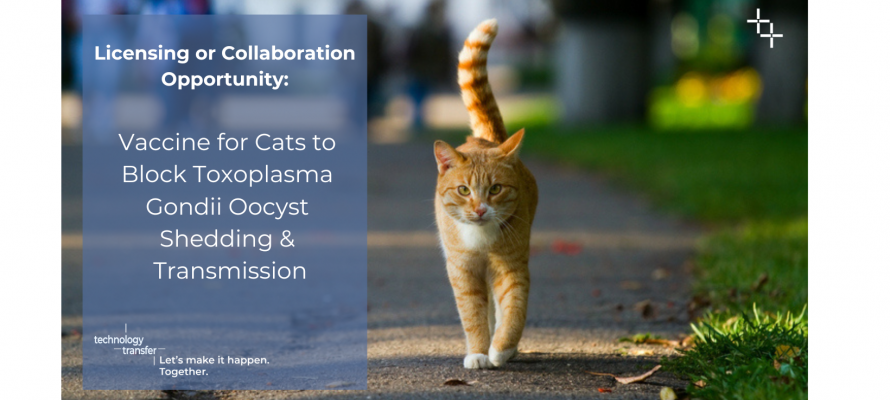 Cat walking down a road, text soliciting a Licensing or Collaboration Opportunity for Vaccine for Cats to Block Toxoplasma Gondii Oocyst Shedding and Transmission
